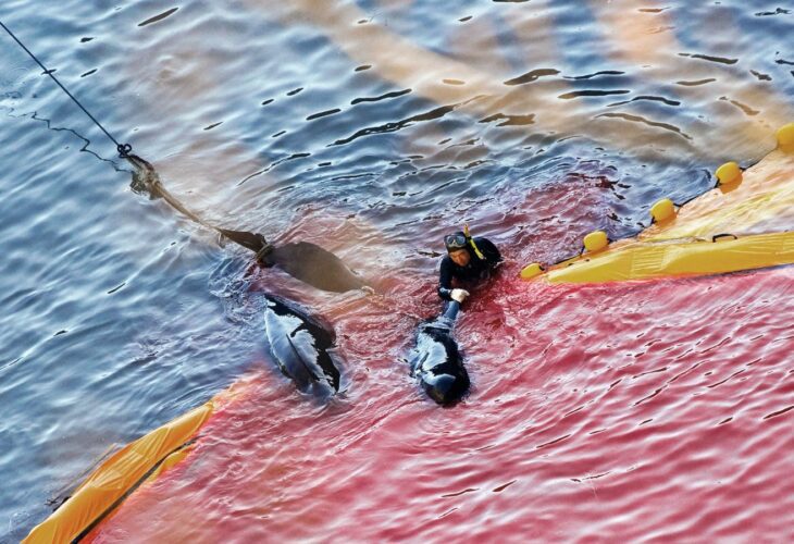 Fishers move captured dolphins at "killer cove" in Taiji, Japan in a blood-red sea