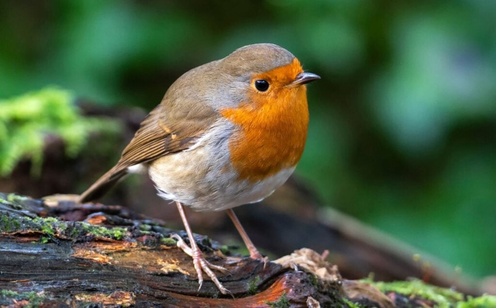 A robin sitting on a log