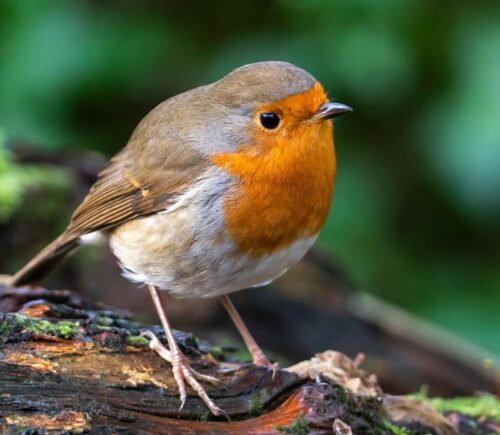 A robin sitting on a log