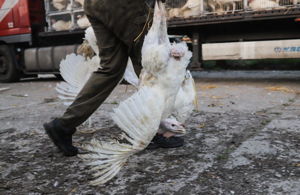 A person carries turkeys by their feet to a truck