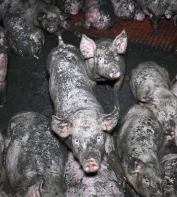 Pigs covered in dirt in a factory farm