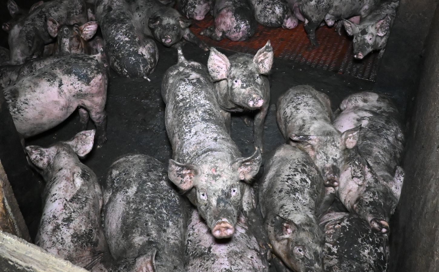 Pigs covered in dirt in a factory farm