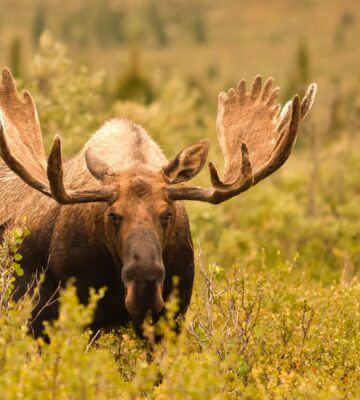 A moose in a field