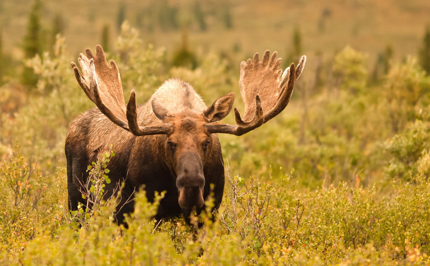 A moose in a field