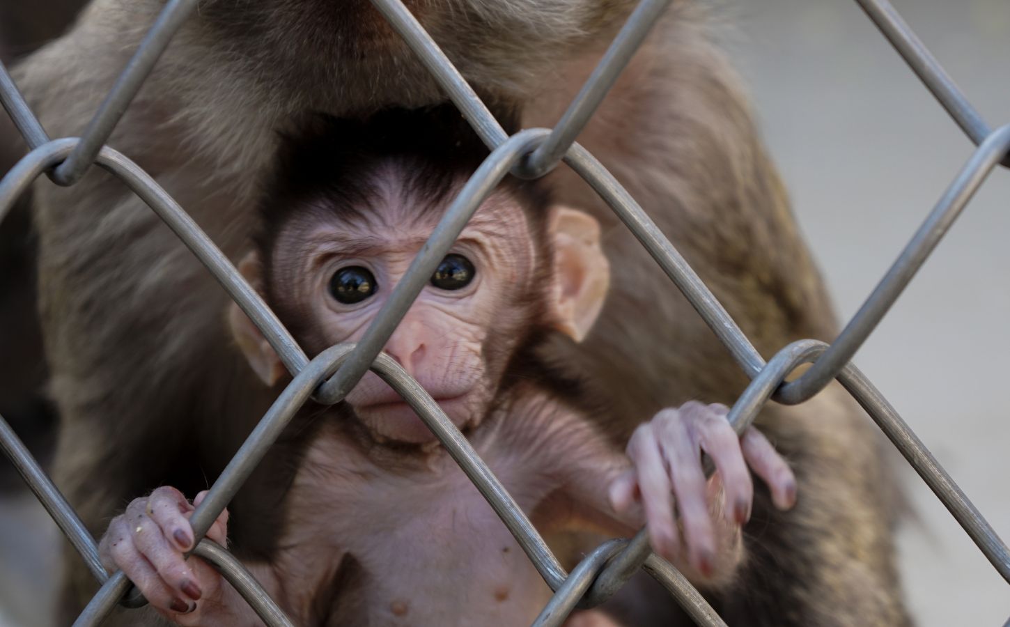 baby monkey behind a fence in a zoo