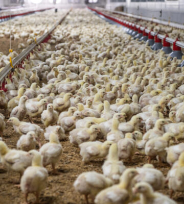 A group of chickens in a factory farm