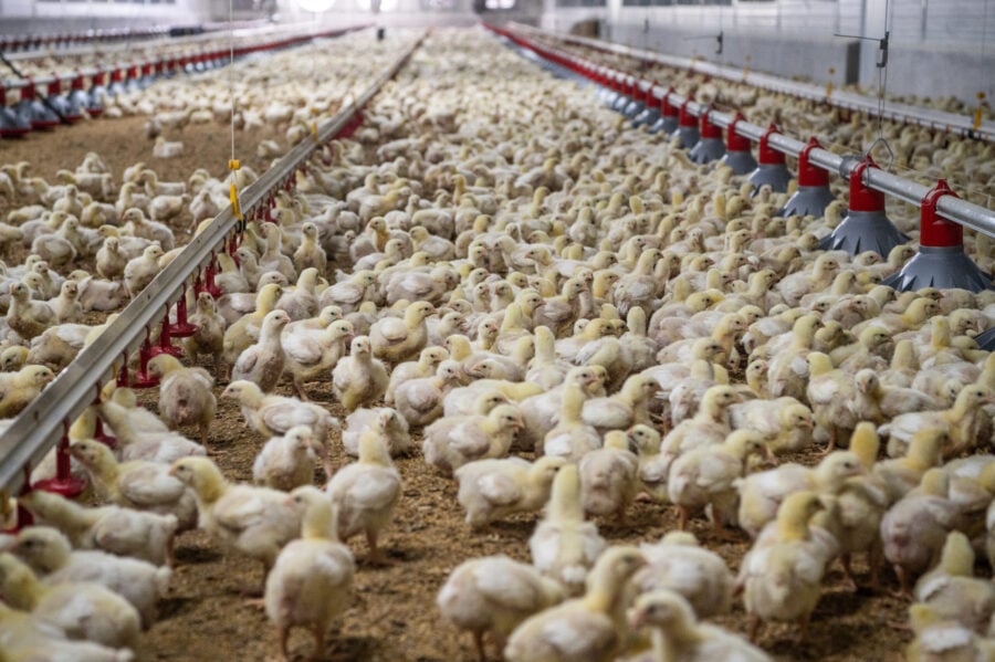 A group of chickens in a factory farm