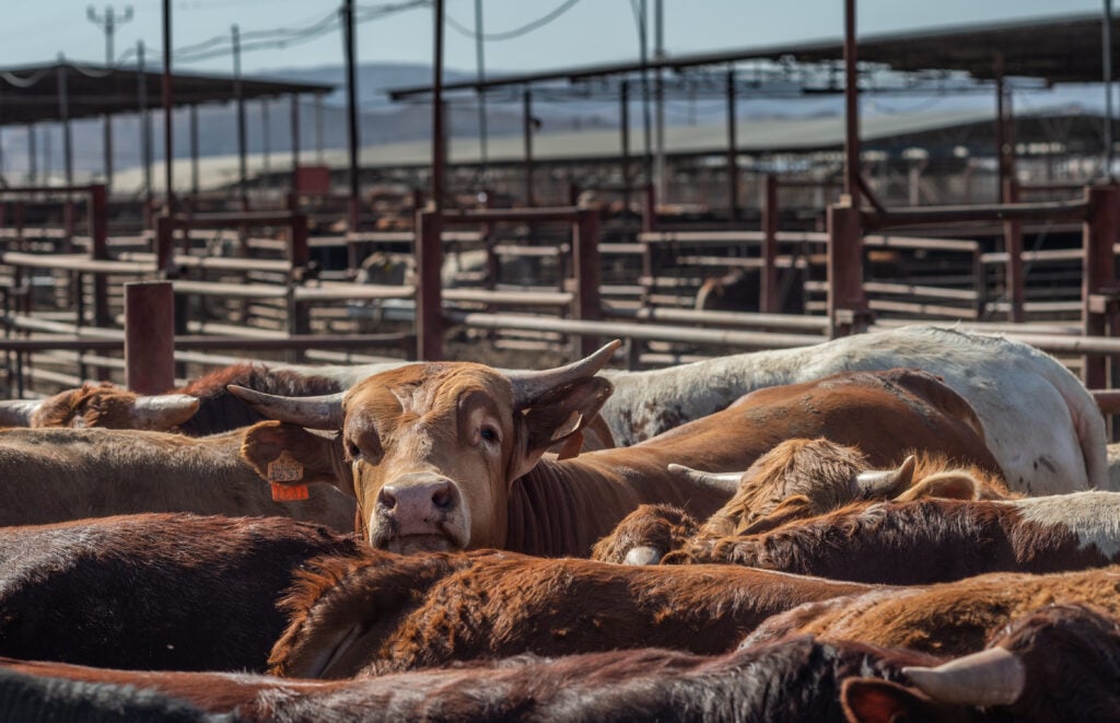 Factory farmed cows in a feedlot farm