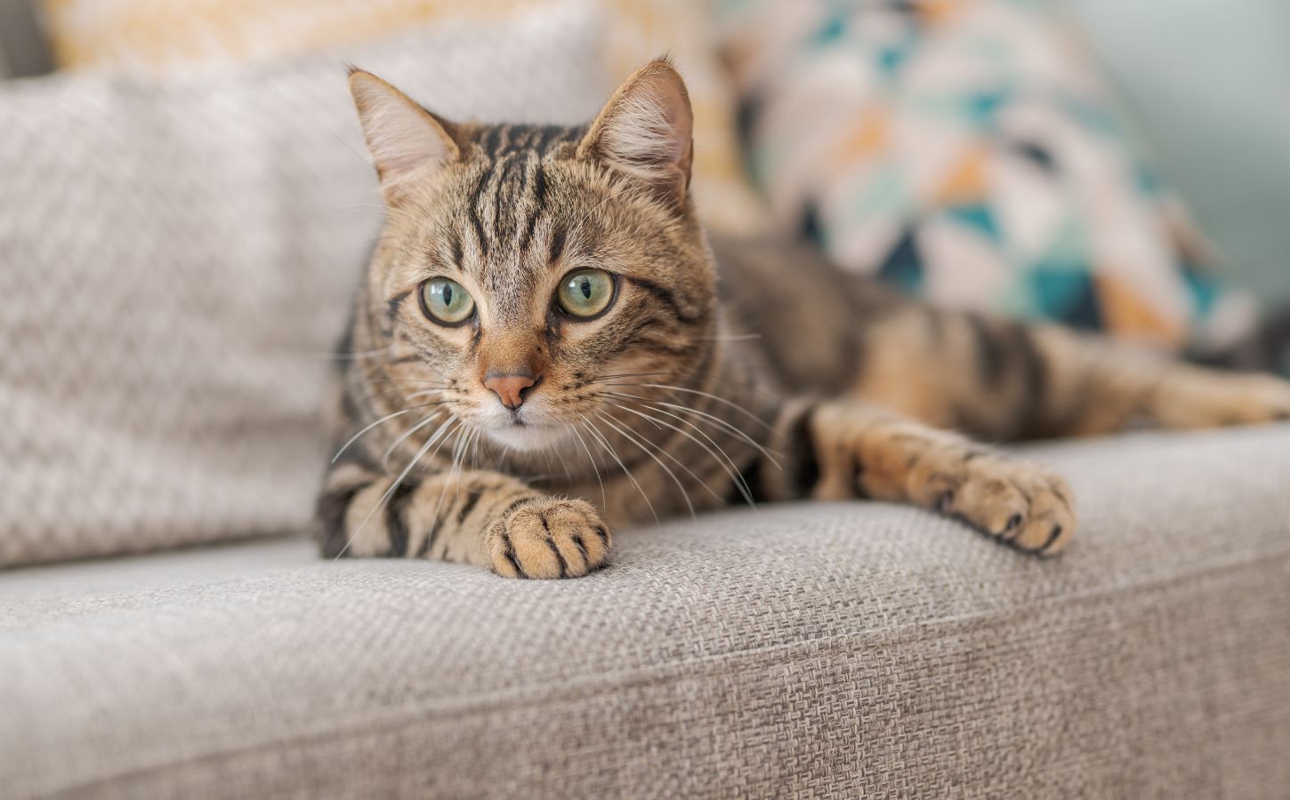 A cat sitting on a sofa