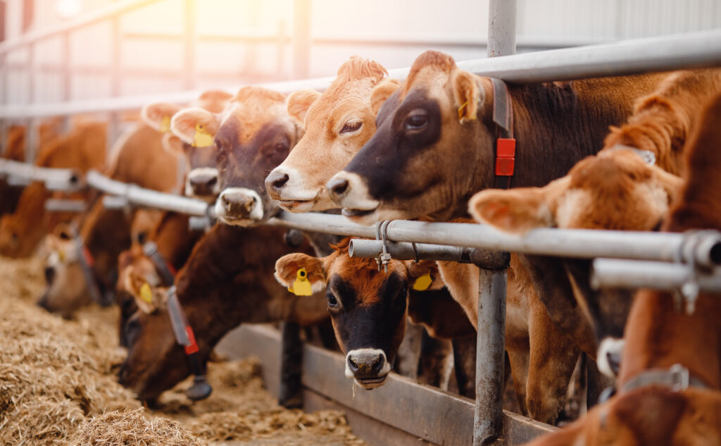 cows behind a metal barrier in a farm