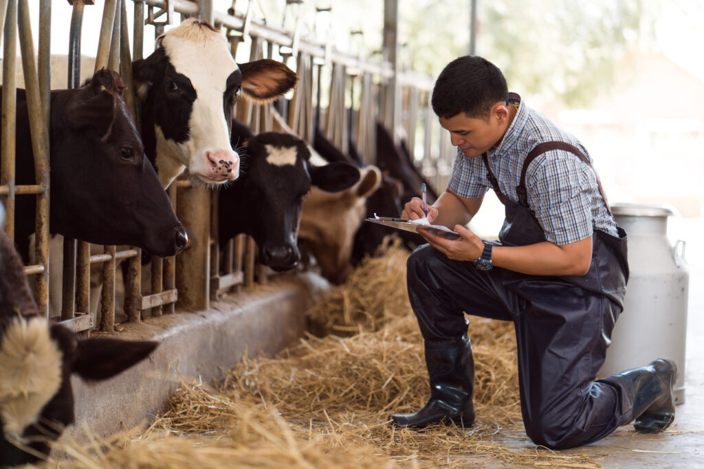 a farmer looking at a group of cows