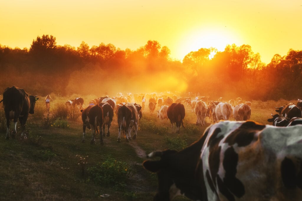 Farmed cows in a field