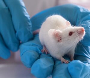 A white mouse being handled by a scientist in blue rubber gloves
