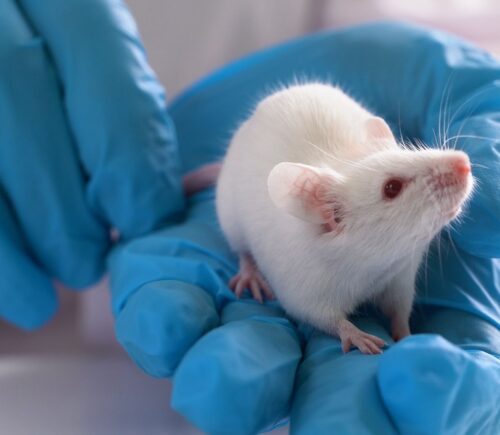 A white mouse being handled by a scientist in blue rubber gloves