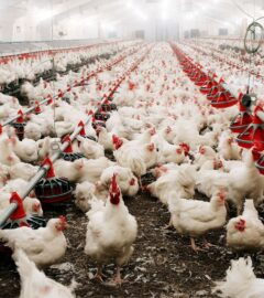 A farm shed full of white broiler chickens