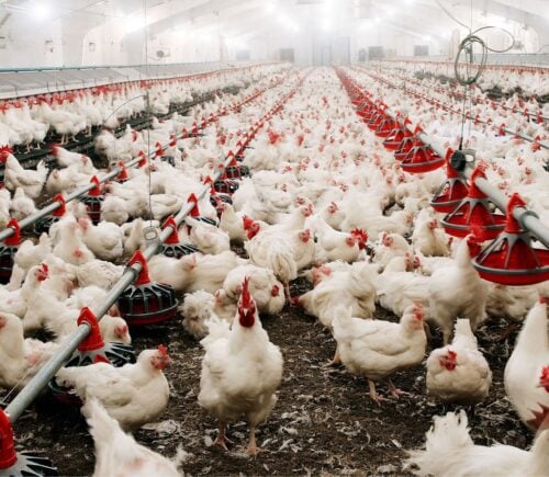 A farm shed full of white broiler chickens
