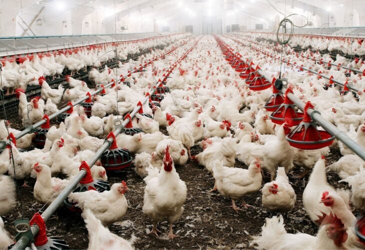 Deadliest Avian Flu Outbreak In Us History Kills Over 52 Million Birds