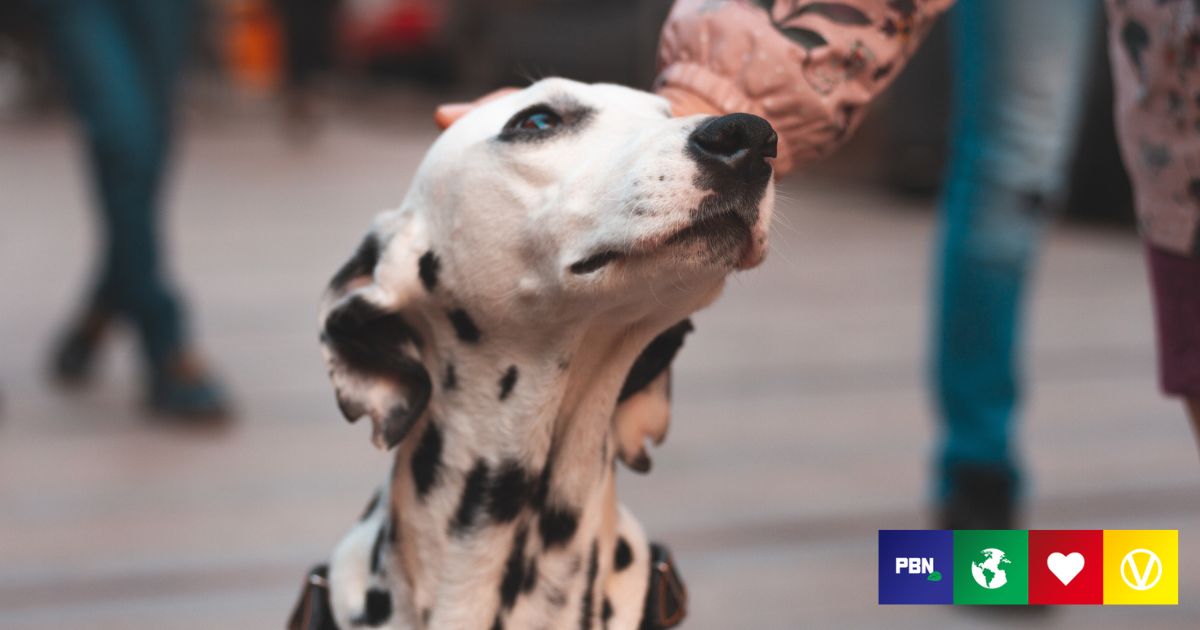 Should Dogs Go Vegan