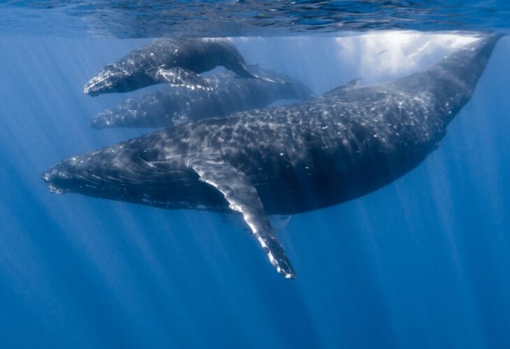 A whale with their baby in the sea
