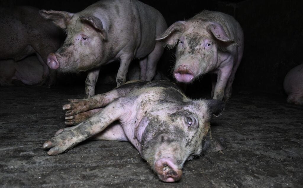 Pigs covered in mud in Flat House Farm