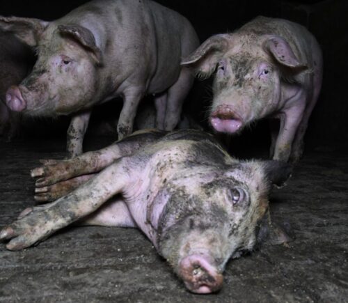 Pigs covered in mud in Flat House Farm