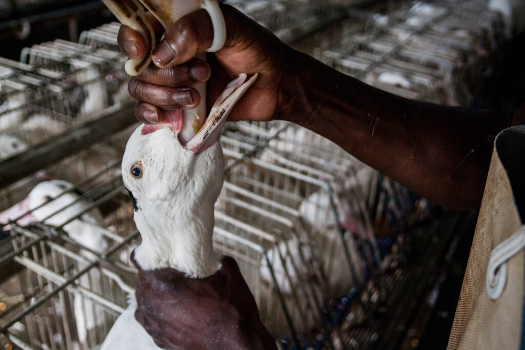 A goose being force fed to make foie gras