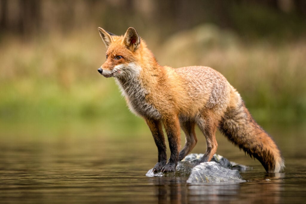 A fox standing on a rock in the river