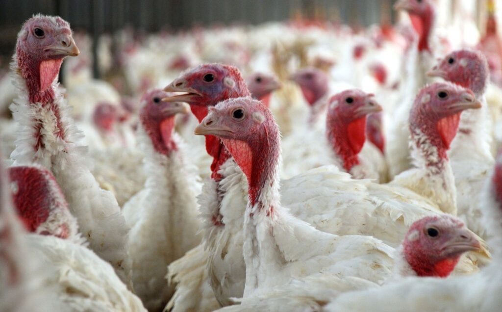 Free range turkeys have been killed amid the current bird flu outbreak