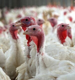 Free range turkeys have been killed amid the current bird flu outbreak