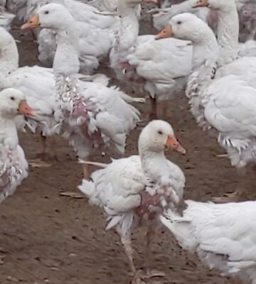 Geese on a farm who have had their feathers plucked