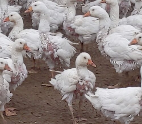 Geese on a farm who have had their feathers plucked