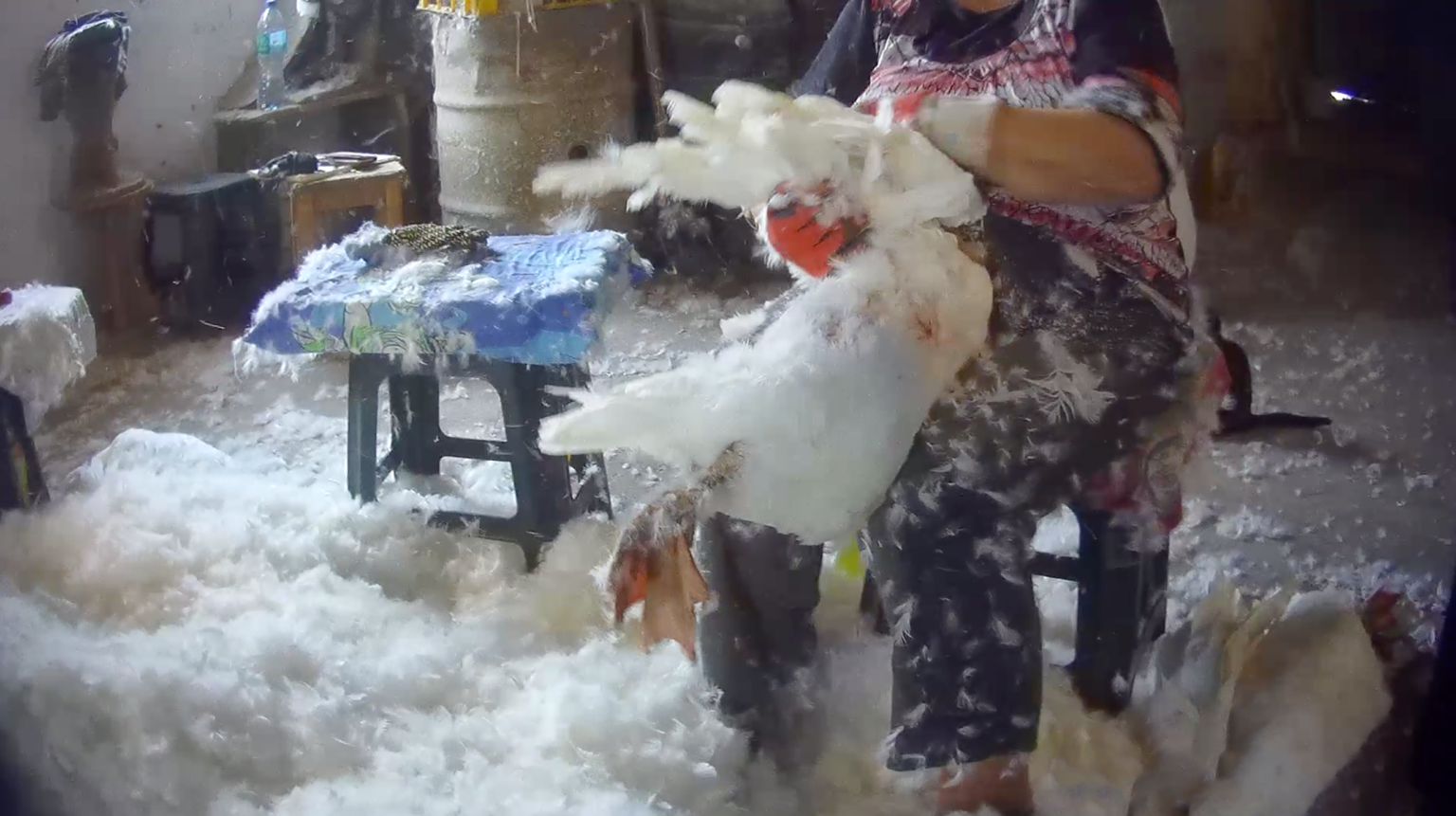 Investigation Finds ‘Brutal’ Live Plucking Of Geese On Farms Despite