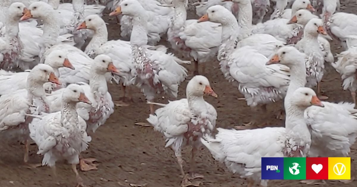 Plucking canada discount goose