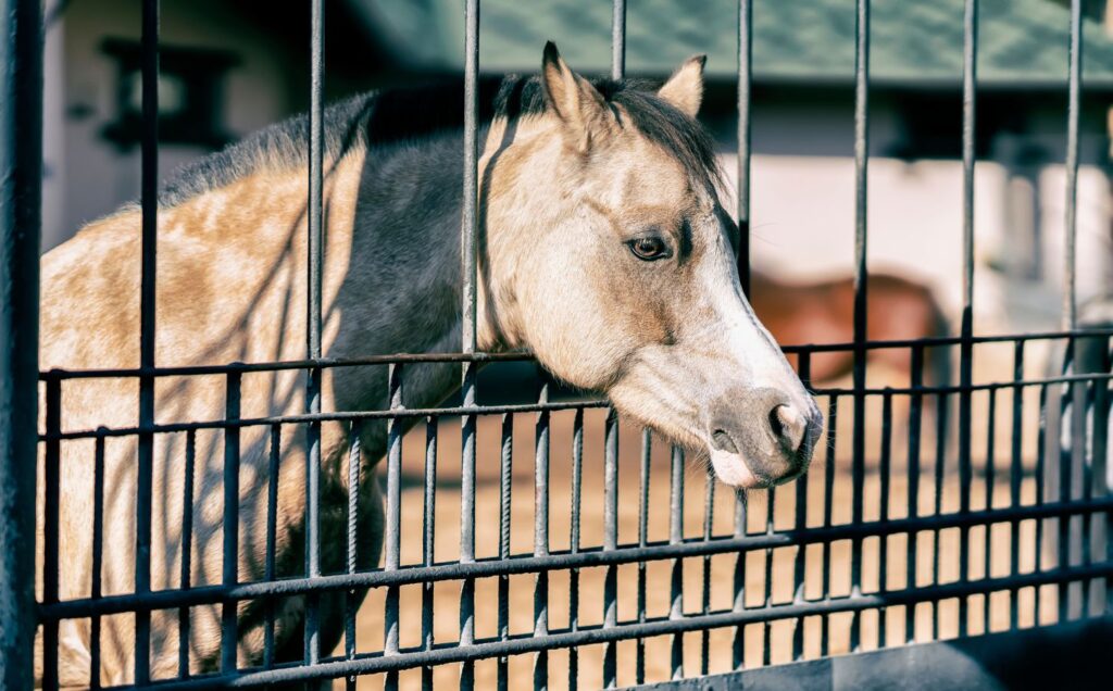 A horse behind a metal cage