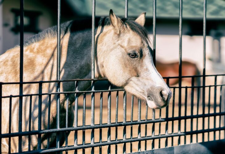 A horse behind a metal cage