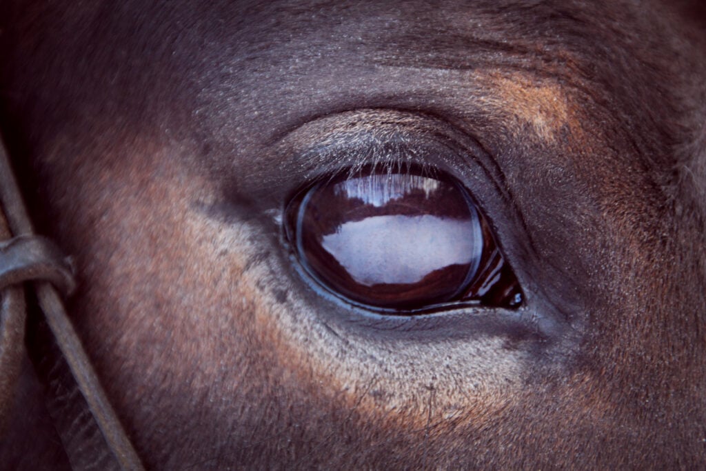 Zblízka smutné konské oko