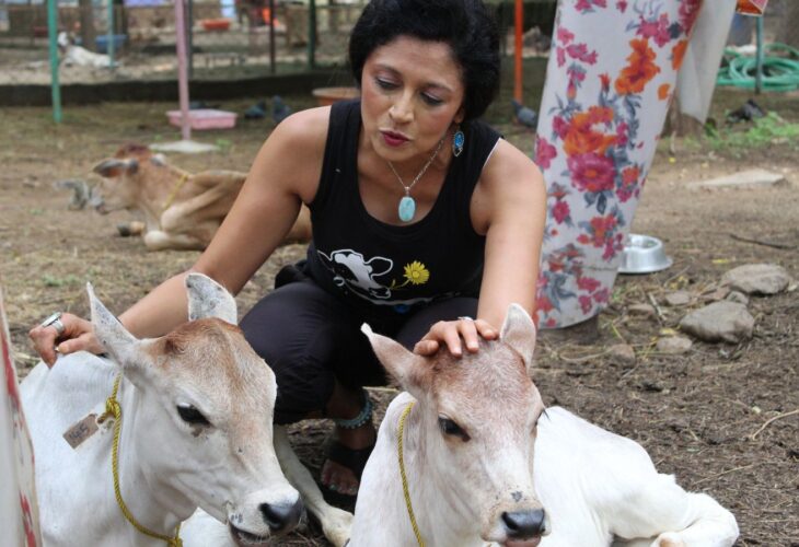 A woman with two cows from film 'The Land of Ahimsa'