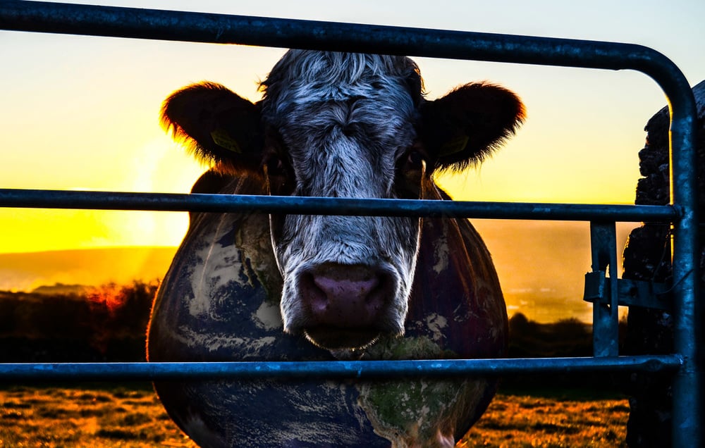 A cow looking through bars on a farm