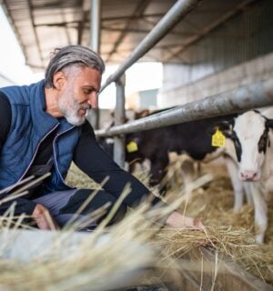 a farmer feeding farmed calves straw