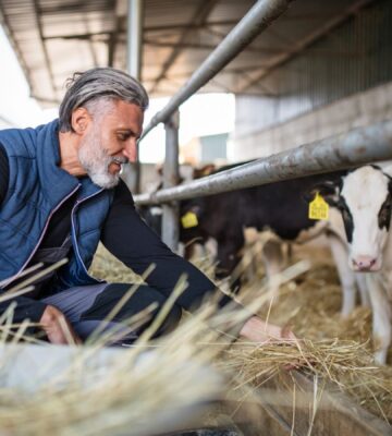 a farmer feeding farmed calves straw