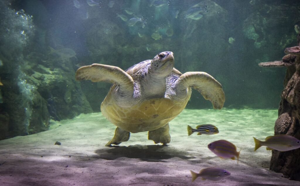 Lulu the sea turtle at Sea Life aquarium in Brighton