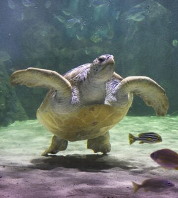 Lulu the sea turtle at Sea Life aquarium in Brighton