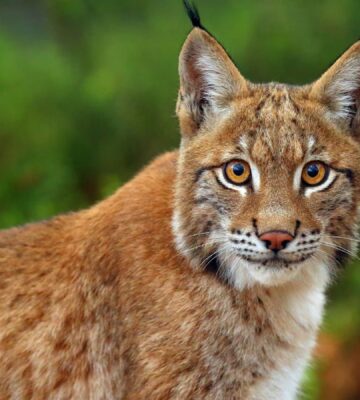 A close up picture of a lynx staring at the camera