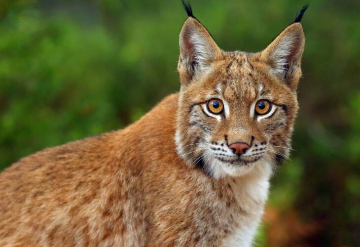 A close up picture of a lynx staring at the camera