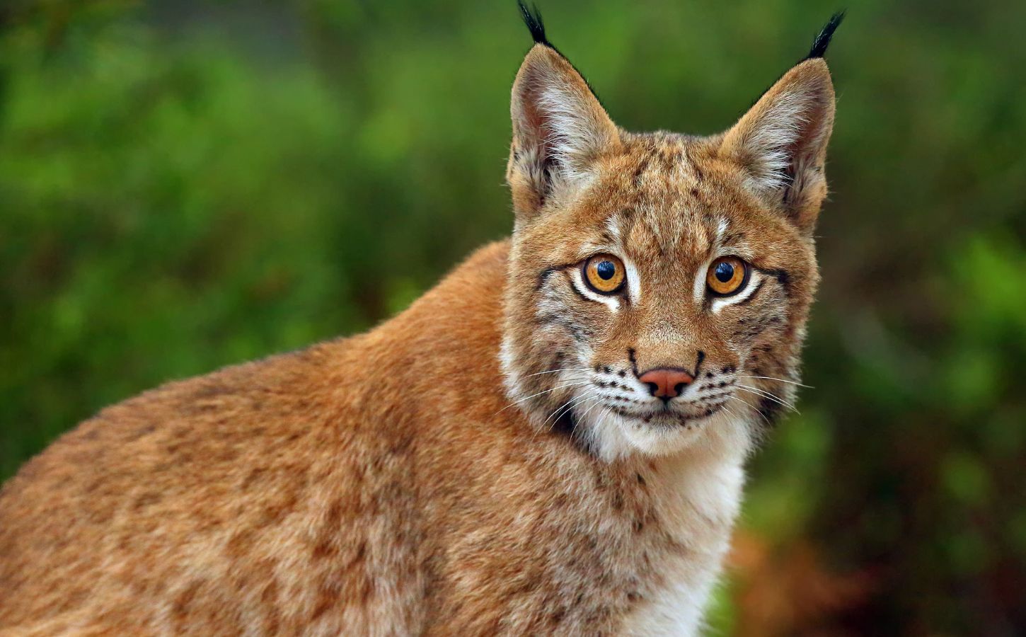 A close up picture of a lynx staring at the camera
