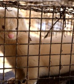 A mink in a cage on a fur farm