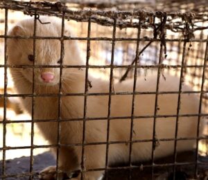 A mink in a cage on a fur farm