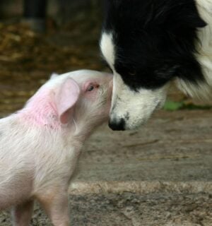 A pig and a dog nuzzling each other