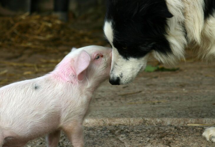 A pig and a dog nuzzling each other