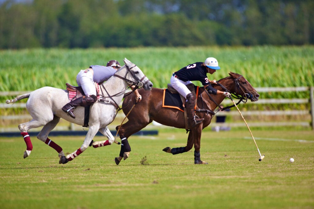 horses in a Polo match